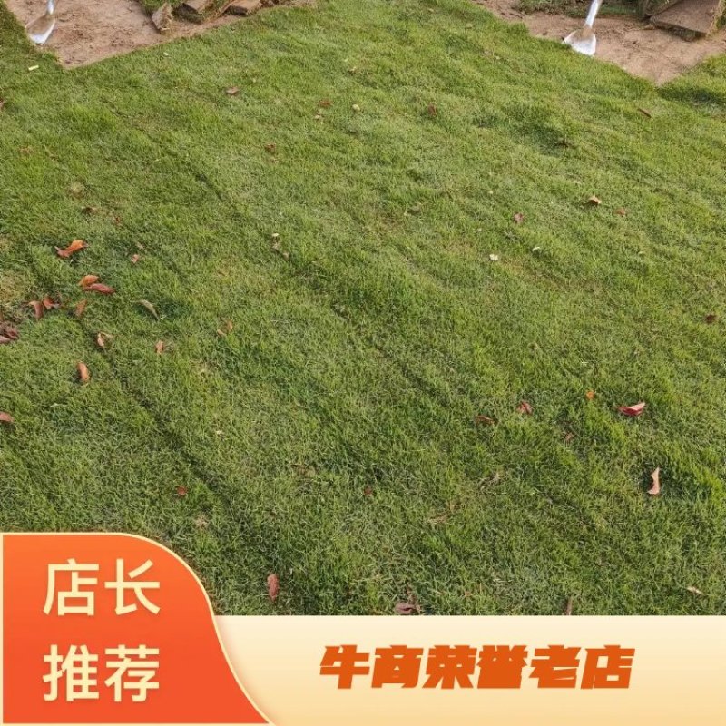 草坪草马尼拉草坪大量供应中量大优惠销往全国来电