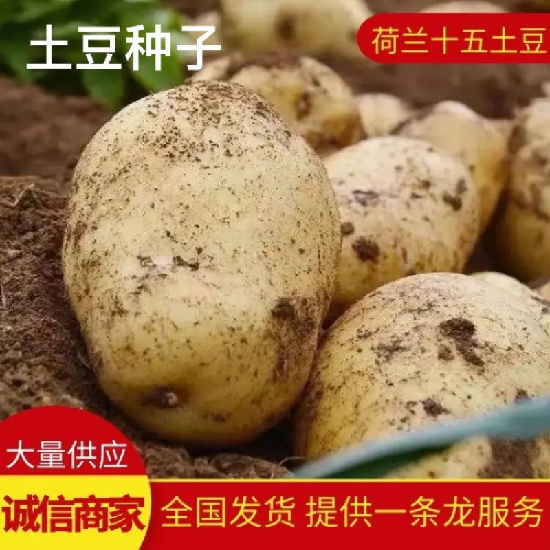 土豆种子，黄金薯，沃土土豆种子大量供应