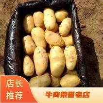 【推荐】荷兰十五黄心土豆，产地直发，价格实惠，质量保证
