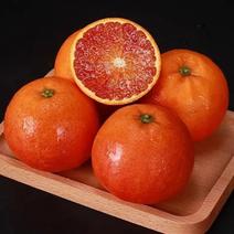 血橙甜橙现摘现发四川资阳正宗塔罗科血橙产地一手货源市场商
