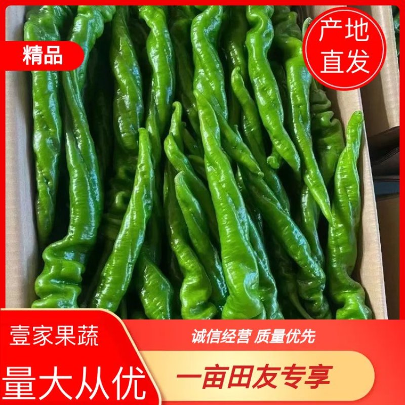 【产地发货】螺丝椒尖椒大量供应一手货源质量保证