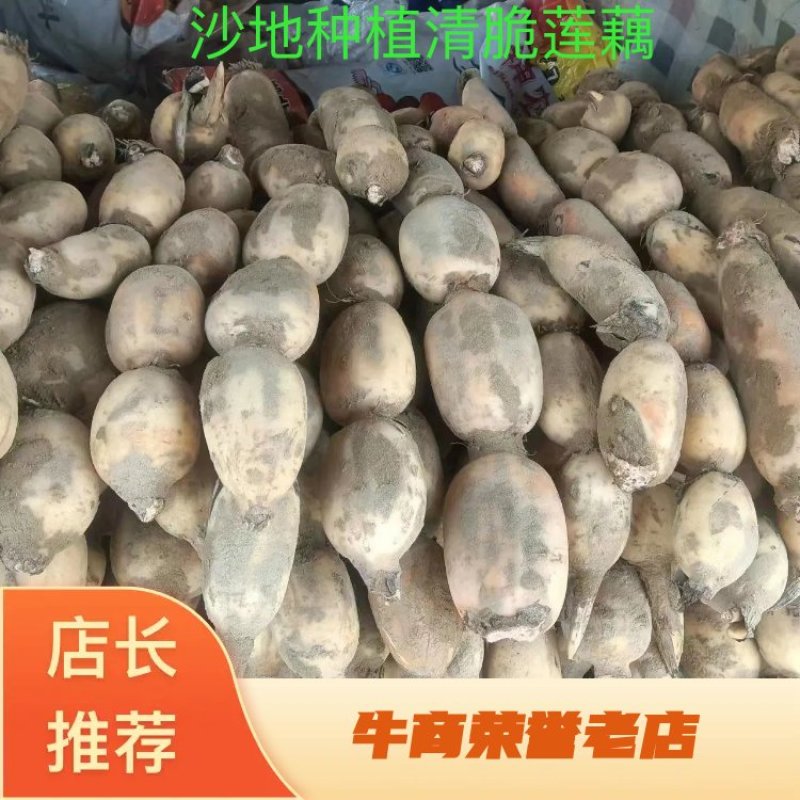 【推荐】精品鄂莲6号现挖现发产地直发品质上乘价格优惠