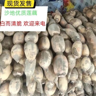 【实力推荐】优质鄂莲6号现挖现发精品莲藕整车配运发货