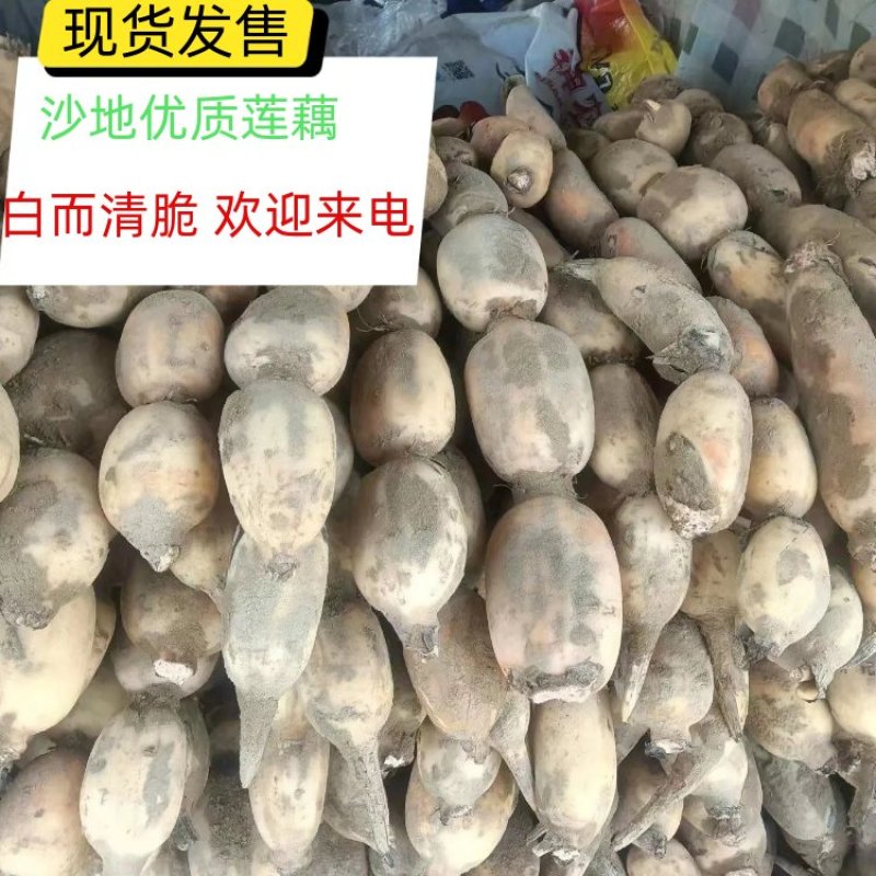 【实力推荐】优质鄂莲6号现挖现发精品莲藕整车配运发货
