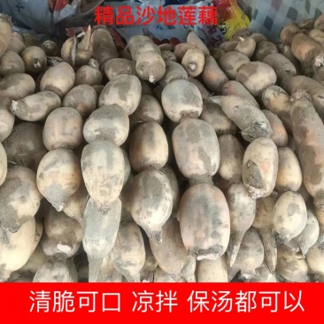 【热卖】优质鄂莲6号现挖现发清脆可口凉拌保汤均可欢迎咨询