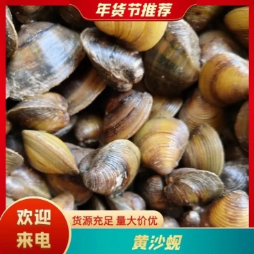 【来电谈价】湖北天门本地鲜活黄蛤蜊黄蚬子当天现捕捞