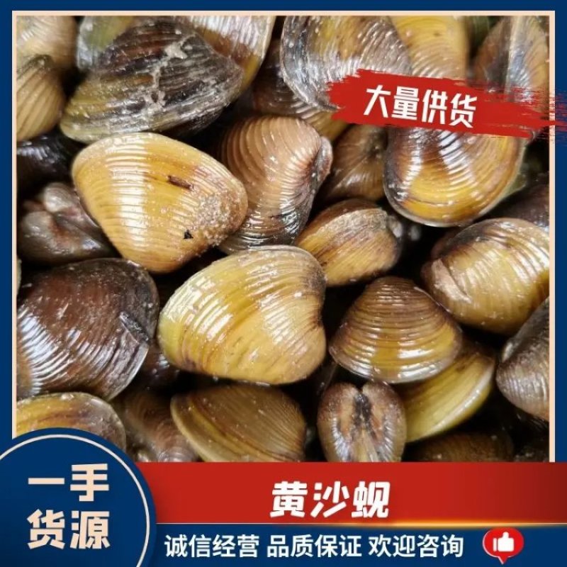 黄沙蚬天门当地大黄蚬子黄蛤视频看货厂地批发零售可团购接单