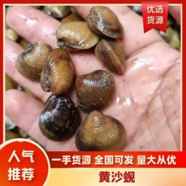 【黄蚬子】湖北源头黄沙蚬养殖场直发来电砍价包售后放心合作