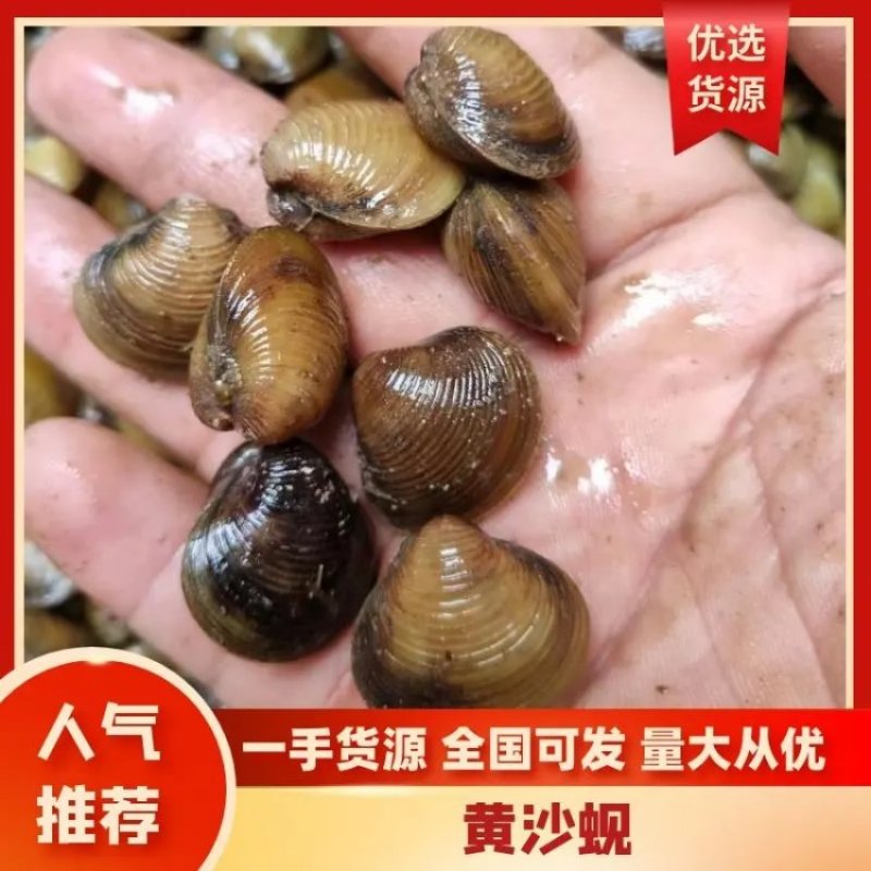 【黄蚬子】湖北源头黄沙蚬养殖场直发来电砍价包售后放心合作