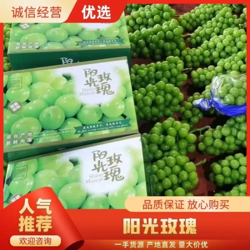 【精选】阳光玫瑰葡萄现货先发品质过硬价格不贵来电洽谈