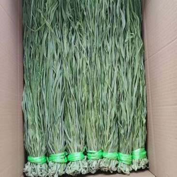 【精品】一级贡菜产地直发大量现货价格包你满意来电洽谈代加工