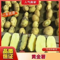 【黄金薯】黄心土豆龙丹实验沃土不空心内蒙古产地品质好价格低