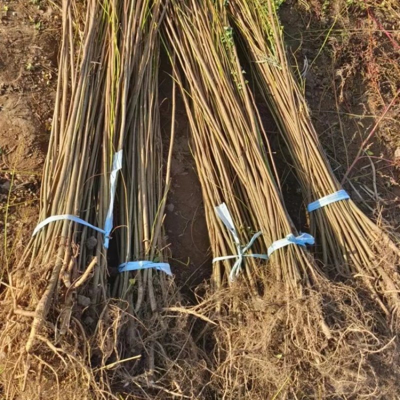 紫穗槐质量有保证长势旺盛品种纯正成活率高基地直供来电洽谈