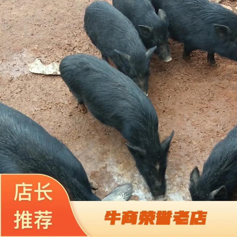 生态黑猪肉，广东韶关养殖场供货，量大质好价优电联采购