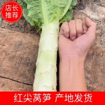 红尖叶莴笋精品莴笋产地直发一手货源量大从优