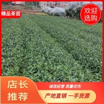 【推荐】茶苗批发产地直销量大从优品种优成活率高