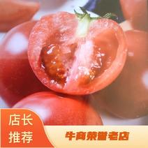 安徽精品普罗旺斯西红柿产地直发价格美丽欢迎来电咨询