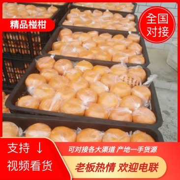 椪柑湖南湘西椪柑果肉多汁味甜产地一手货源