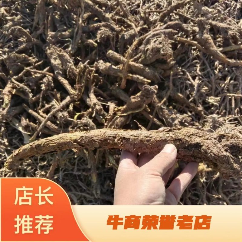 蔚县黄芩品质保证产地直发可视频看货欢迎咨询