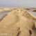 黄河口稻谷/正大集团/海水稻/粳稻，6万亩种植区