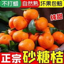 四川广安砂糖橘沙糖桔糖度高电商档口商超市场欢迎来电