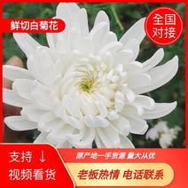 广东精品鲜切白菊花产地直发全国对接量大从优