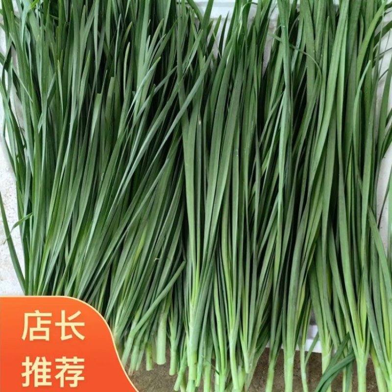 云南精品韭菜对接各大电商平台.各大超市.市场欢迎咨询