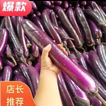 云南建水曲江新苗茄子茄子量大上市持续时间长