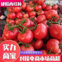 山东西红柿精品硬粉弧二弧三以上专业代办包食宿欢迎视频