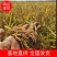 五常稻花香大米,十斤袋装批发零售,一手货源,五常产地发货