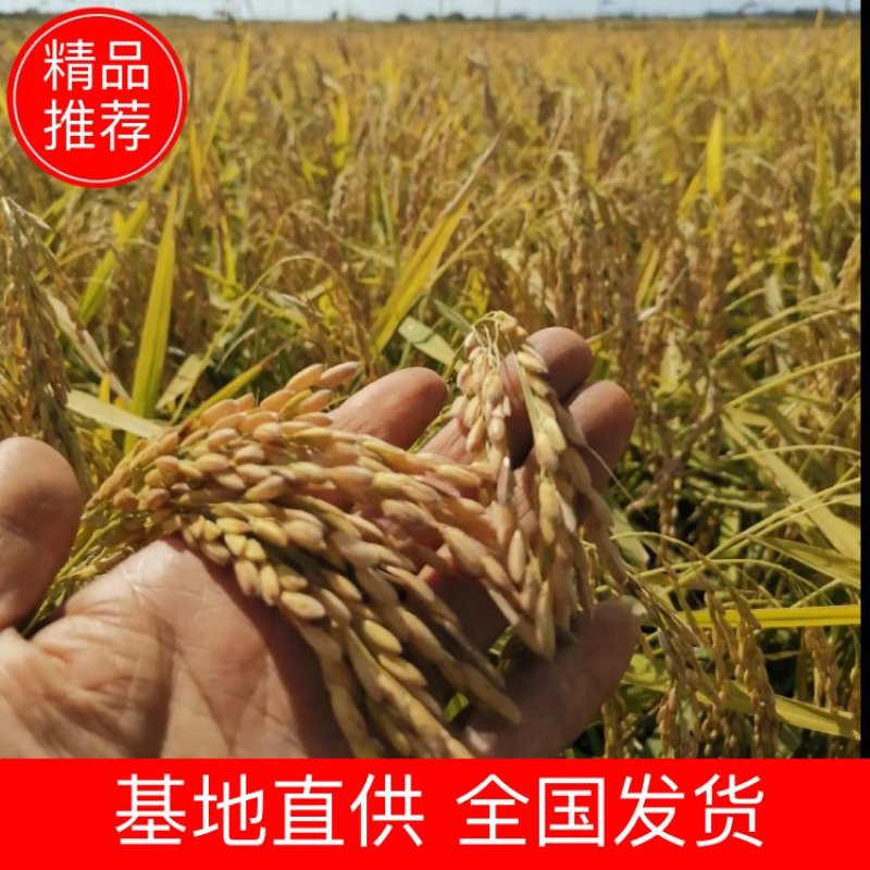 五常稻花香大米，十斤袋装批发零售，一手货源，五常产地发货