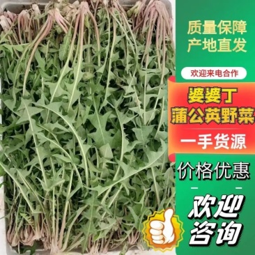 婆婆丁蒲公英东北特产蘸酱菜下饭菜野菜量大从优来电洽谈