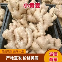 精品生姜大量供应量大优惠全国发货规格齐全