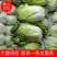 【白菜】云南黄心白菜无虫无花心烂心长期大量供应