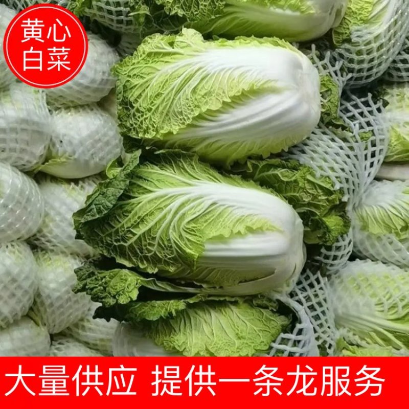 【白菜】云南黄心白菜无虫无花心烂心长期大量供应