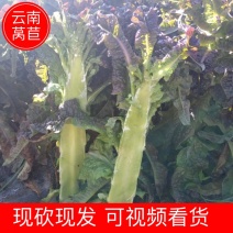 【莴苣】云南莴苣红叶香莴苣大量供应产地直发欢迎咨询