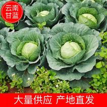 【云南甘蓝】铁头包菜大量供应产地直发品质保证