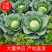 【云南甘蓝】铁头包菜大量供应产地直发品质保证