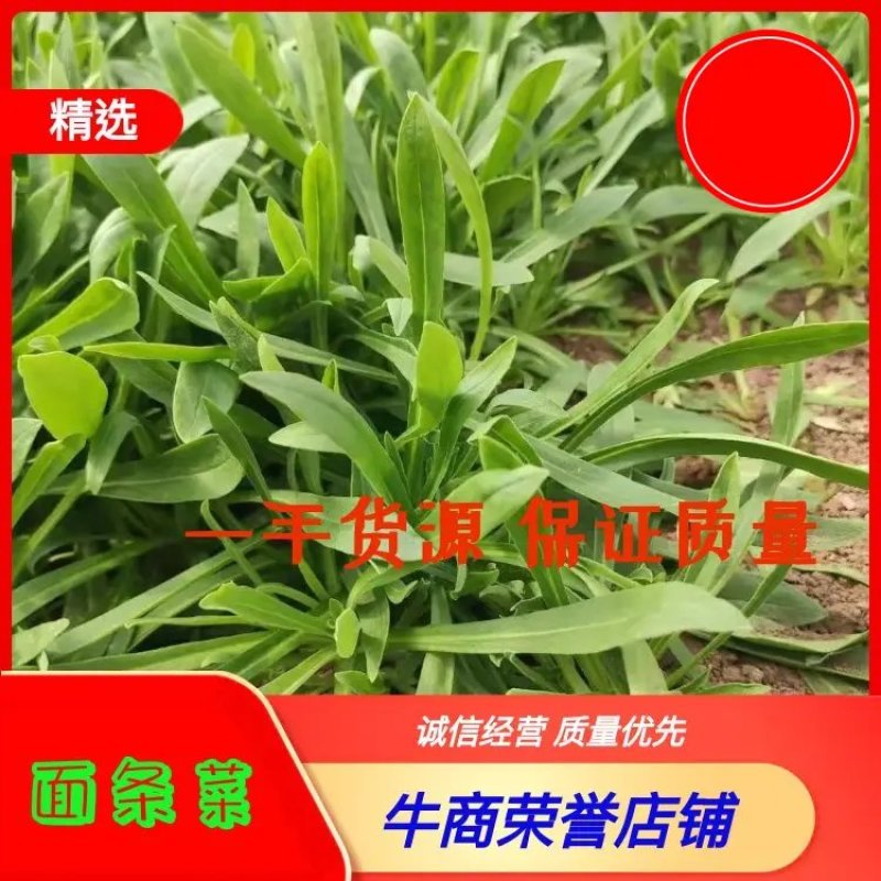 【精品】山东聊城面条菜野菜大量上市一手货源品质保证