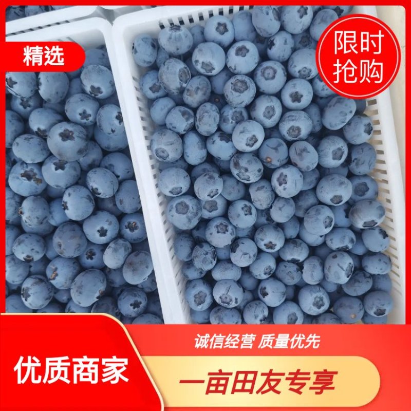山东精品蓝莓产地直发/规格齐全/品种多/量大从优/口感好。