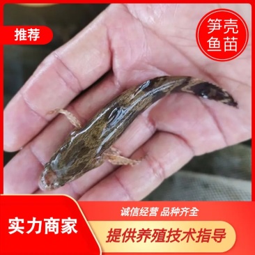 笋壳鱼苗越南笋壳鱼苗及各类优质鱼苗规格苗淡水笋壳鱼苗