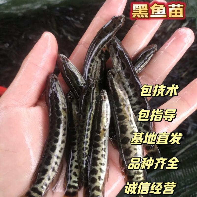 【荐】杂交黑鱼苗全国批发生鱼财鱼可提供黑鱼苗养殖技术