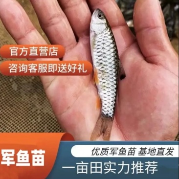 军鱼苗中华倒刺鲃鱼青竹鲩鱼苗黄娟鱼苗提供养殖技术