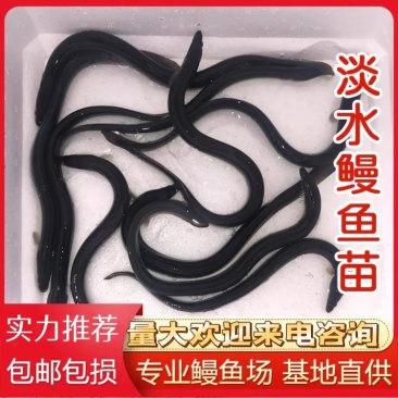 鳗鱼苗，优质鳗鱼苗花鳗南美鳗鱼苗，提供养殖技术