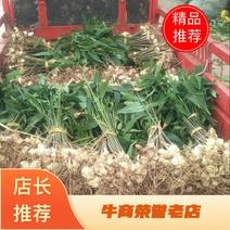 四川黄精种苗块茎苗姜型多花不倒苗黄精，3~8公分块茎