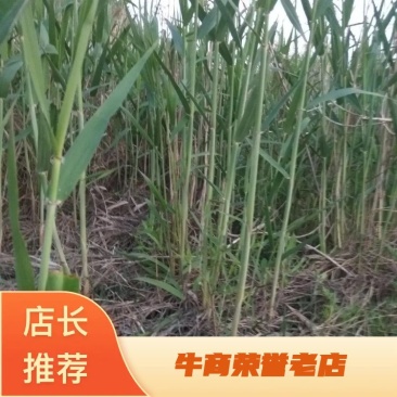 【精选】芦苇规格齐全产地一手货源直发价格优惠欢迎合作