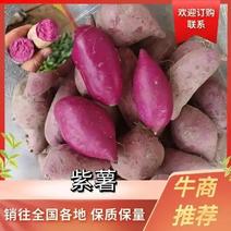 【紫薯】广东汕尾精品紫薯产地直发实力代办一条龙服务来电