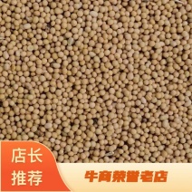 精品大豆持续供货中基地直发量大从优质量保证欢迎看货选购