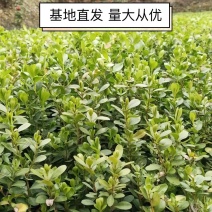 海桐小苗，大量现货品质保证诚信合作欢迎来电咨询