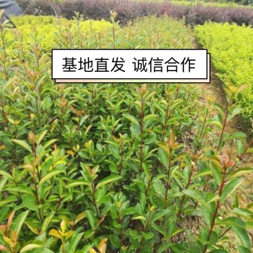 红叶石楠等绿化苗一手货源价格美丽欢迎来电下单